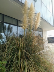 Cortaderia