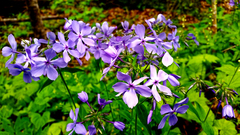 Phlox divaricata laphamii