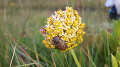 Asclepias vicaria