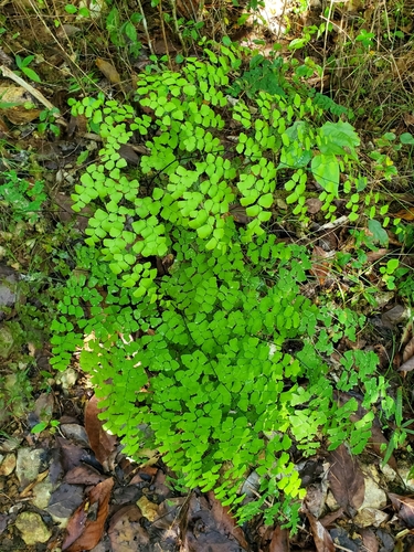 Fragile maidenhair (Adiantum fragile)
