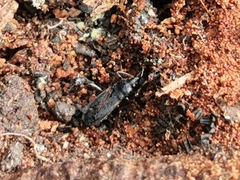 Eremocoris semicinctus