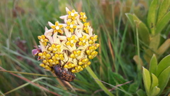 Asclepias vicaria