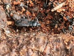Eremocoris semicinctus