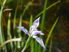 Iris savannarum image