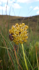 Asclepias vicaria