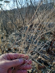 Muhlenbergia sylvatica