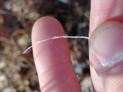 Muhlenbergia sylvatica