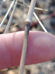 Muhlenbergia sylvatica