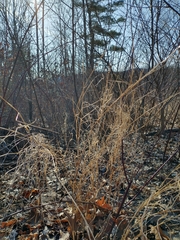 Muhlenbergia sylvatica