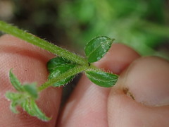 Galium hypocarpium