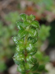 Galium hypocarpium