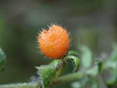 Galium hypocarpium