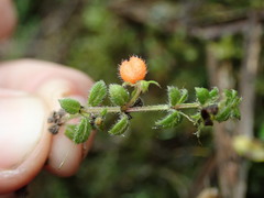 Galium hypocarpium