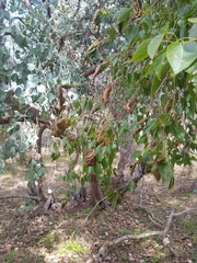 Dichocrocis clytusalis