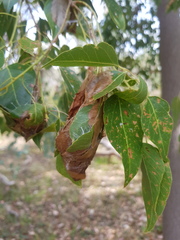 Dichocrocis clytusalis
