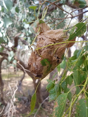 Dichocrocis clytusalis