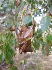 Dichocrocis clytusalis