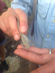Sceloporus merriami