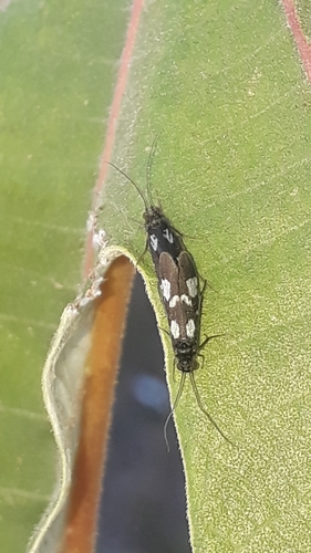 Chimarra laguna