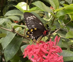 Ornithoptera