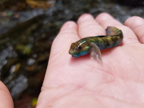 Sirajo goby (Sicydium plumieri) — Gobiidae — 2