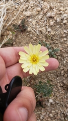 Anisocoma acaulis