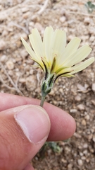 Anisocoma acaulis