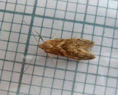 Blastobasis lacticolella