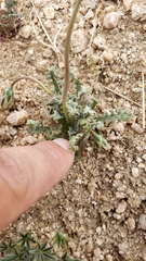 Anisocoma acaulis