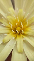 Anisocoma acaulis