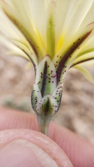 Anisocoma acaulis