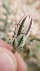 Anisocoma acaulis
