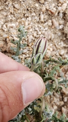 Anisocoma acaulis