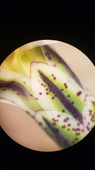 Anisocoma acaulis