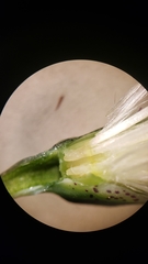 Anisocoma acaulis