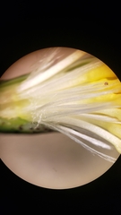 Anisocoma acaulis