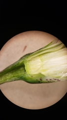 Anisocoma acaulis