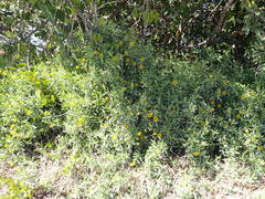 Borrichia frutescens image