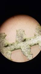 Anisocoma acaulis