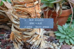Aloe comosa