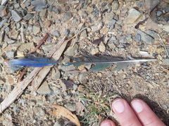 Psittaculidae