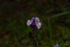 Linaria amethystea