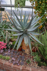 Aloe comosa