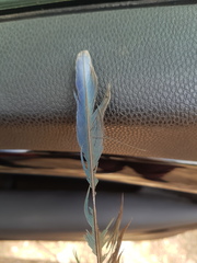 Psittaculidae