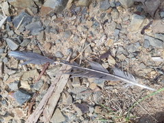 Psittaculidae
