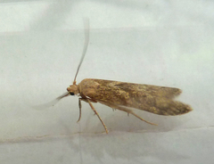 Blastobasis lacticolella