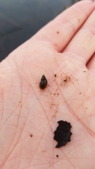 Pseudosuccinea columella