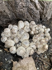 Coprinopsis