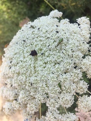 Chrysanthia flavipes