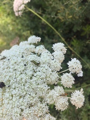 Chrysanthia flavipes